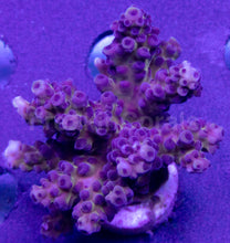 Load image into Gallery viewer, FK Gomezi Acropora