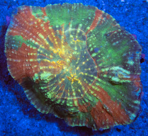 FK Austrolomussa (Rare Australia Coral)
