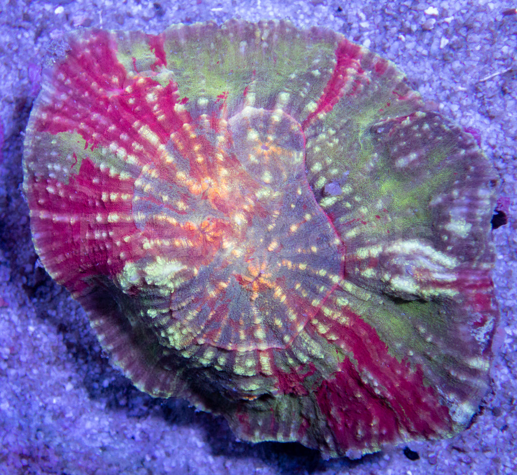 FK Austrolomussa (Rare Australia Coral)