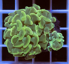 Load image into Gallery viewer, FK Green Paraancora Euphyllia (2 Heads)