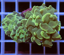 Load image into Gallery viewer, FK Green Paraancora Euphyllia (2 Heads)