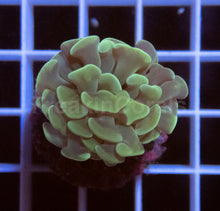 Load image into Gallery viewer, FK Green Paraancora Euphyllia (1 Head)