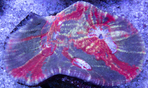 FK Austrolomussa (Rare Australia Coral)