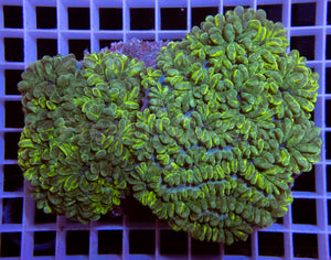 Grafted Physogyra lichtensteini (Collector Coral)