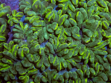 Load image into Gallery viewer, Grafted Physogyra lichtensteini (Collector Coral)