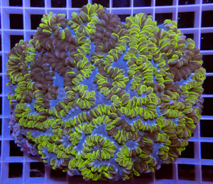 Grafted Physogyra lichtensteini (Collector Coral)