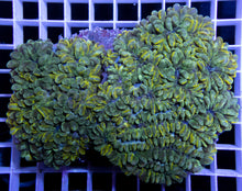 Load image into Gallery viewer, Grafted Physogyra lichtensteini (Collector Coral)