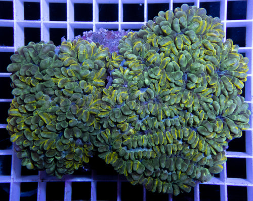 Grafted Physogyra lichtensteini (Collector Coral)