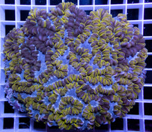 Carregar imagem no visualizador da galeria, Grafted Physogyra lichtensteini (Collector Coral)