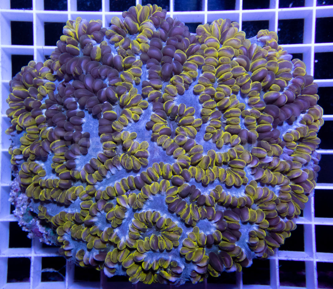 Grafted Physogyra lichtensteini (Collector Coral)