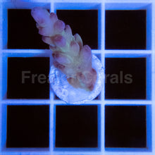 Load image into Gallery viewer, FK Green Loripes Acropora (Mini Frags Series)