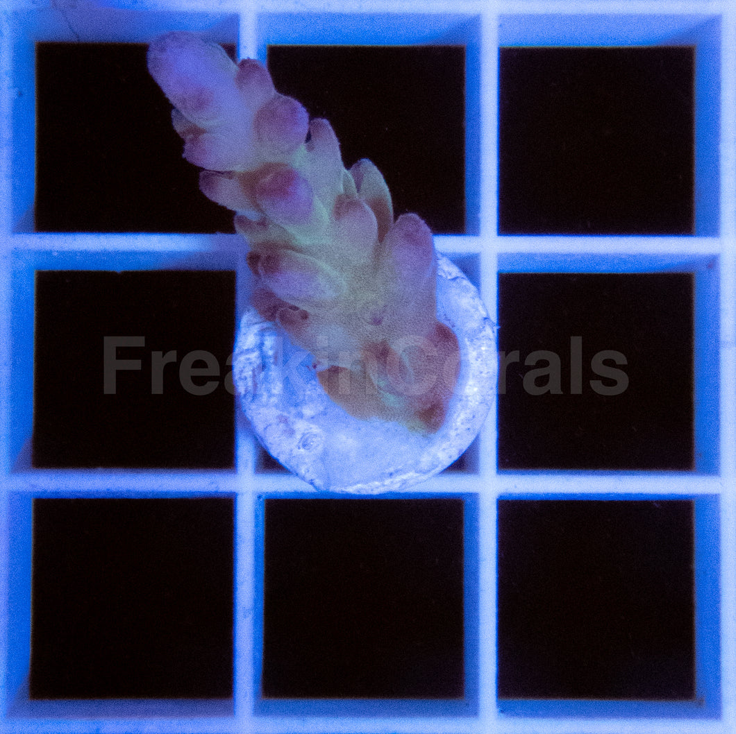 FK Green Loripes Acropora (Mini Frags Series)