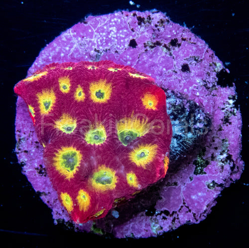 JF Sector 001 Favites (Signature Coral)