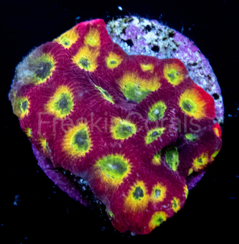 JF Sector 001 Favites (Signature Corals)