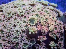 Load image into Gallery viewer, FK Ultra Pink Daisy Alveopora Colony