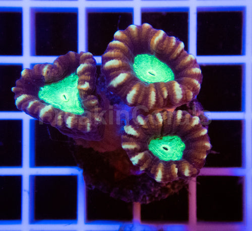 Coca-Cola Caulastrea
