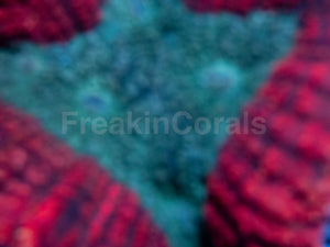 FK Red and Navy Blue Symphillia