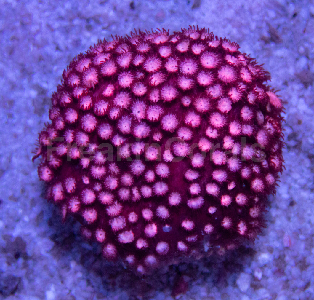 WWC Peppermint Cyphastrea Coral