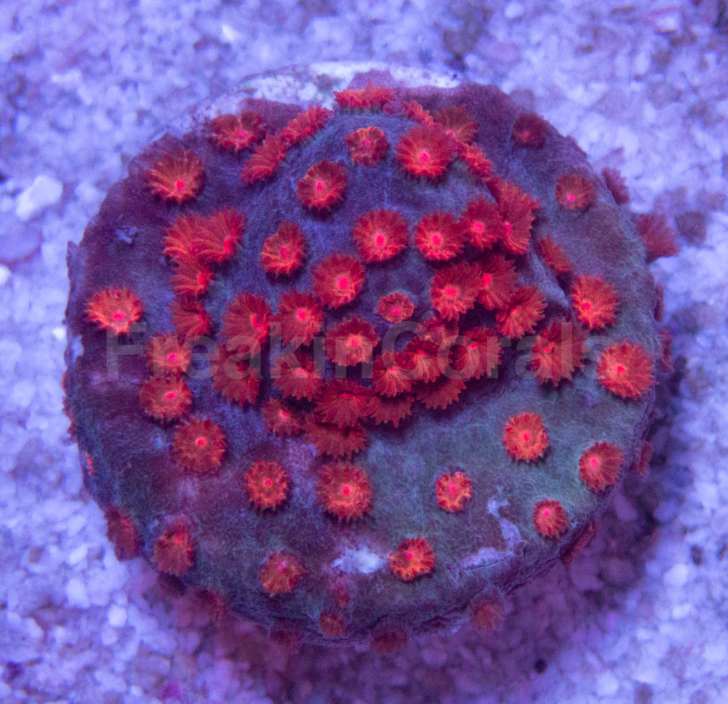 WWC Blow Pop Cyphastrea Coral