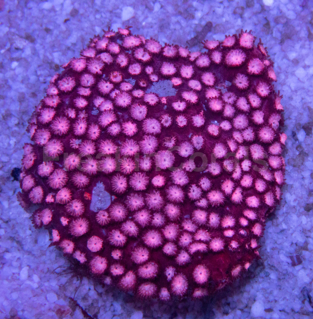 WWC Peppermint Cyphastrea Coral