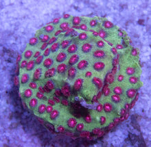 Load image into Gallery viewer, Jason Fox Alien Pox Cyphastrea Coral