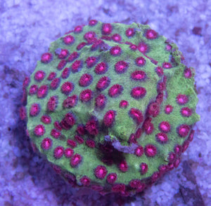 Jason Fox Alien Pox Cyphastrea Coral