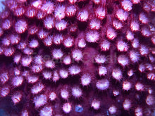 Load image into Gallery viewer, WWC Peppermint Cyphastrea Coral