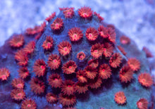 Load image into Gallery viewer, WWC Blow Pop Cyphastrea Coral