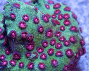Jason Fox Alien Pox Cyphastrea Coral