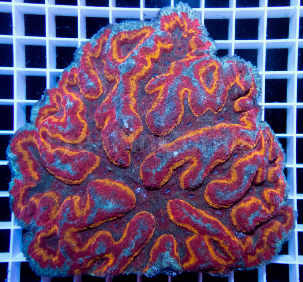 FK Mastergrade Symphyllia (Collector Coral)