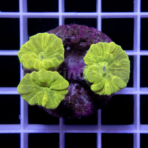 FK Caulastrea Hulk