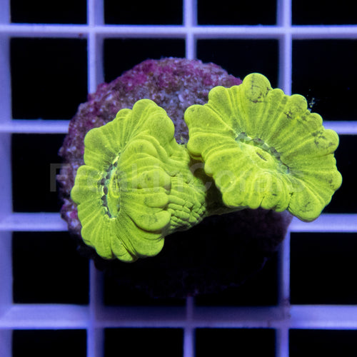 FK Caulastrea Hulk