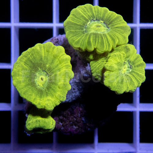 FK Caulastrea Hulk