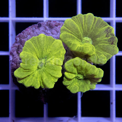FK Caulastrea Hulk