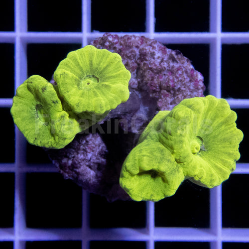 FK Caulastrea Hulk