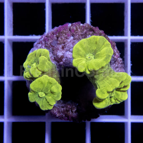 FK Caulastrea Hulk