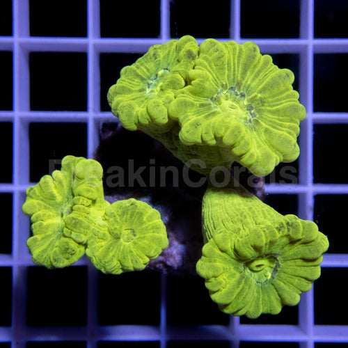 FK Caulastrea Hulk