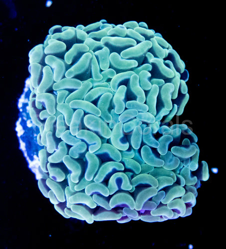 FK Green Paraancora (Three Heads)