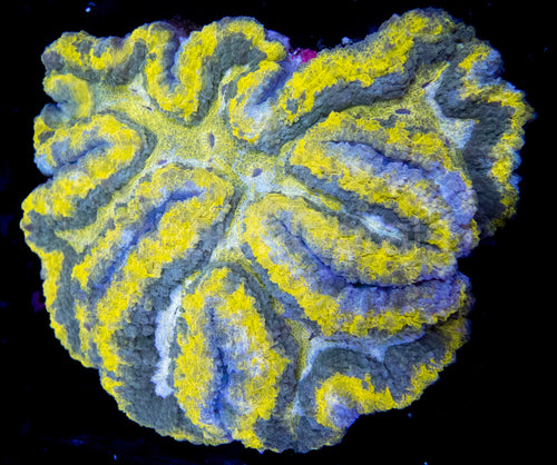 Silve Mouth Symphyllia XXL Coral