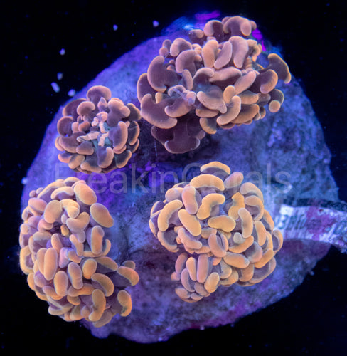 FK Gold Tip Paraancora (Four Heads)