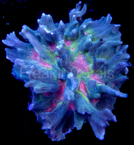 FK Rainbow Pectinia alcicornis XXL Size