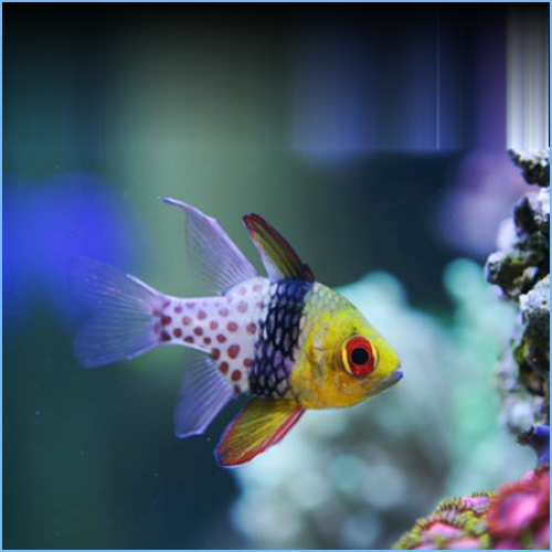 Pajama cardinalfish care top