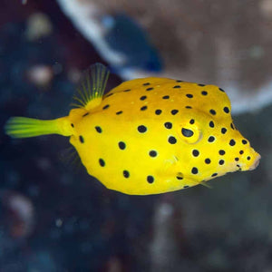 box fish care Ostracion cubicus – freakincorals.com