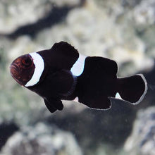 Load image into Gallery viewer, Amphiprion ocellaris - Black &amp; White - freakincorals.com