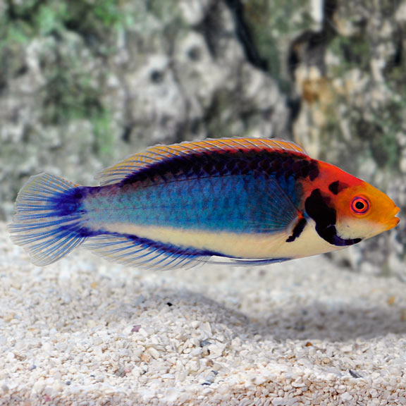 Fairy hotsell wrasse care