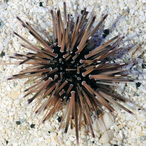 Echinometra Mathaei