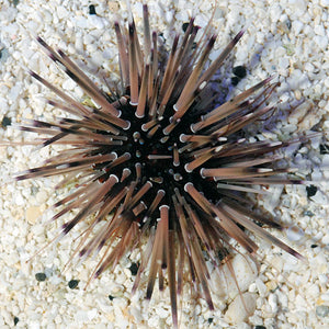 Echinometra Mathaei