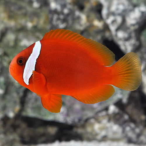 Amphiprion frenatus - Tomato Clownfish