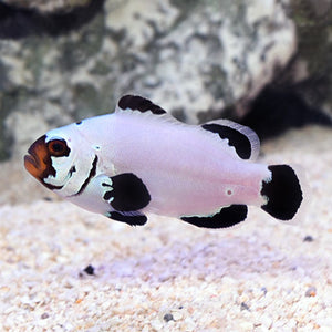 Amphiprion ocellaris - Frostbite