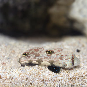 Signigobius biocellatus